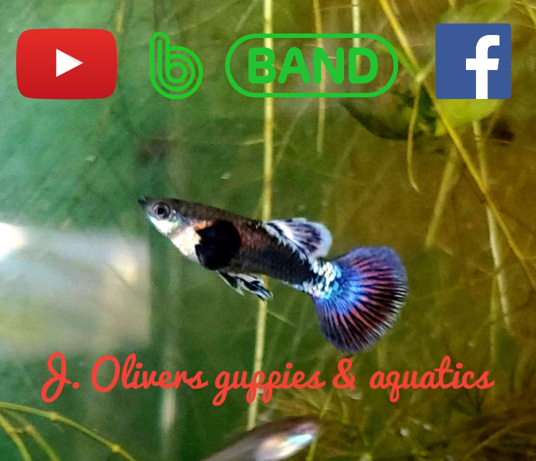 J. Olivers Guppies & Aquatics