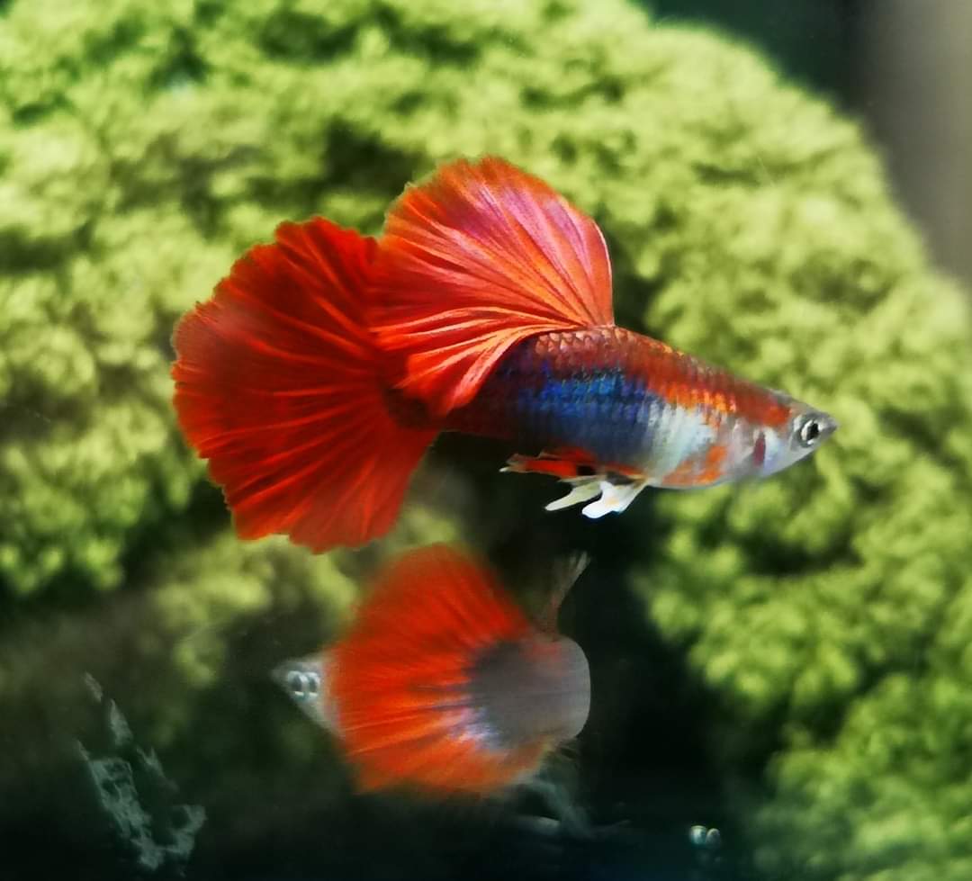 HB Rose Tail Guppies