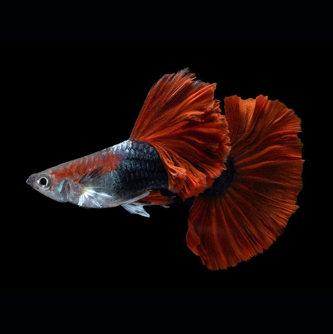 HB Rose Tail Guppies