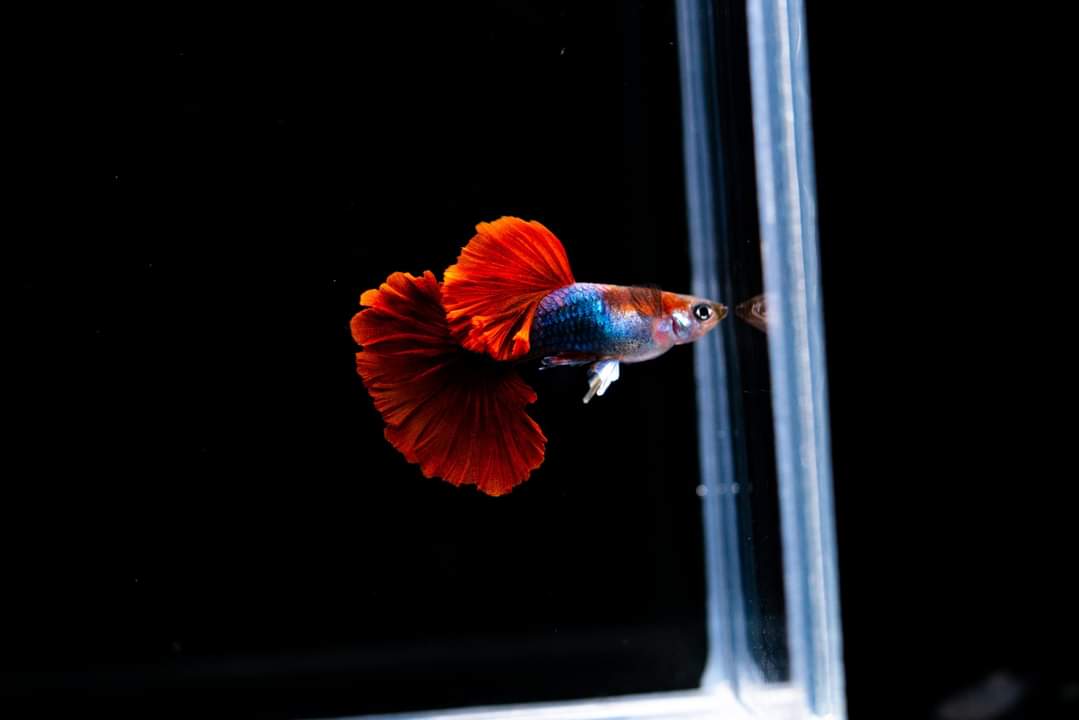 HB Rose Tail Guppies