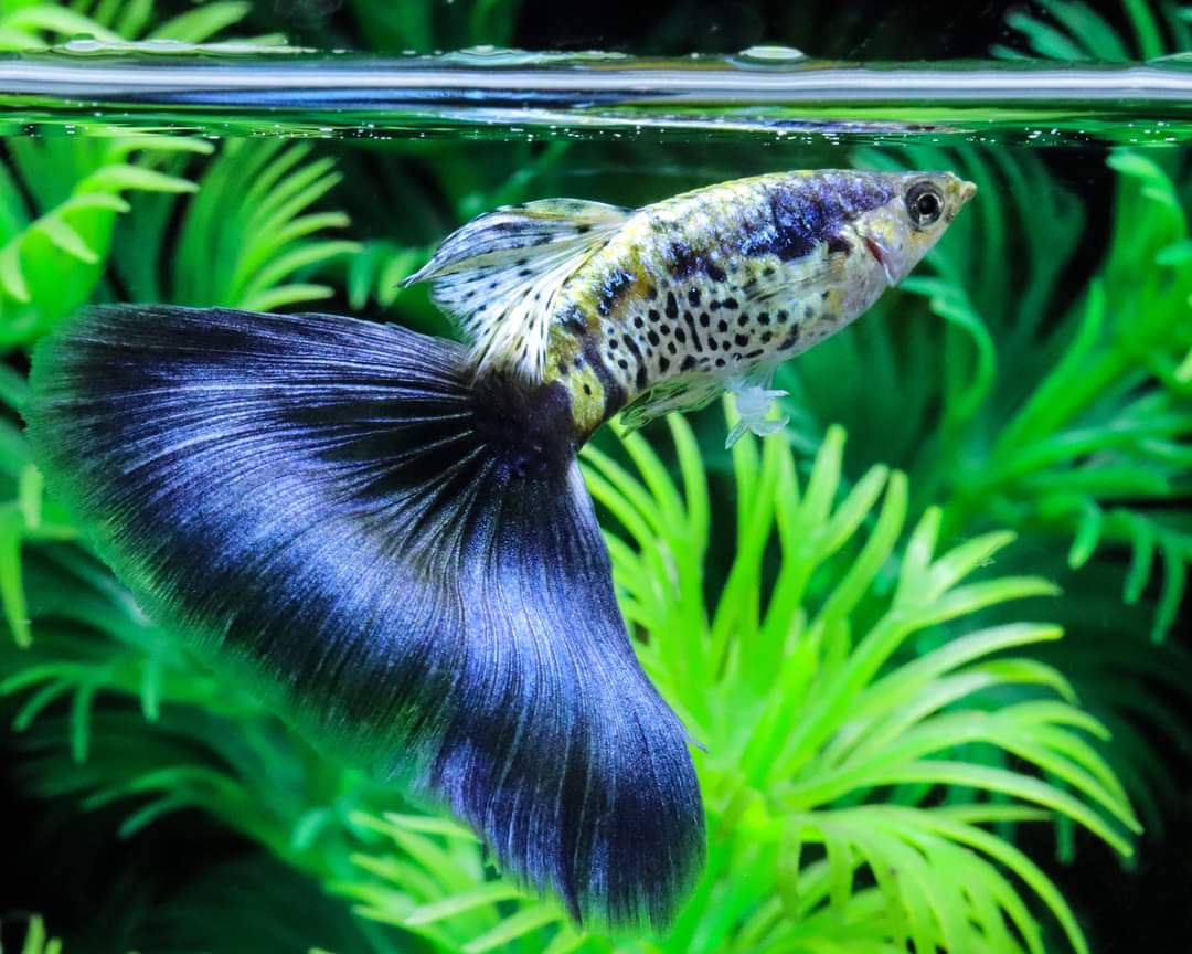 Galaxy Purple Tail Guppy