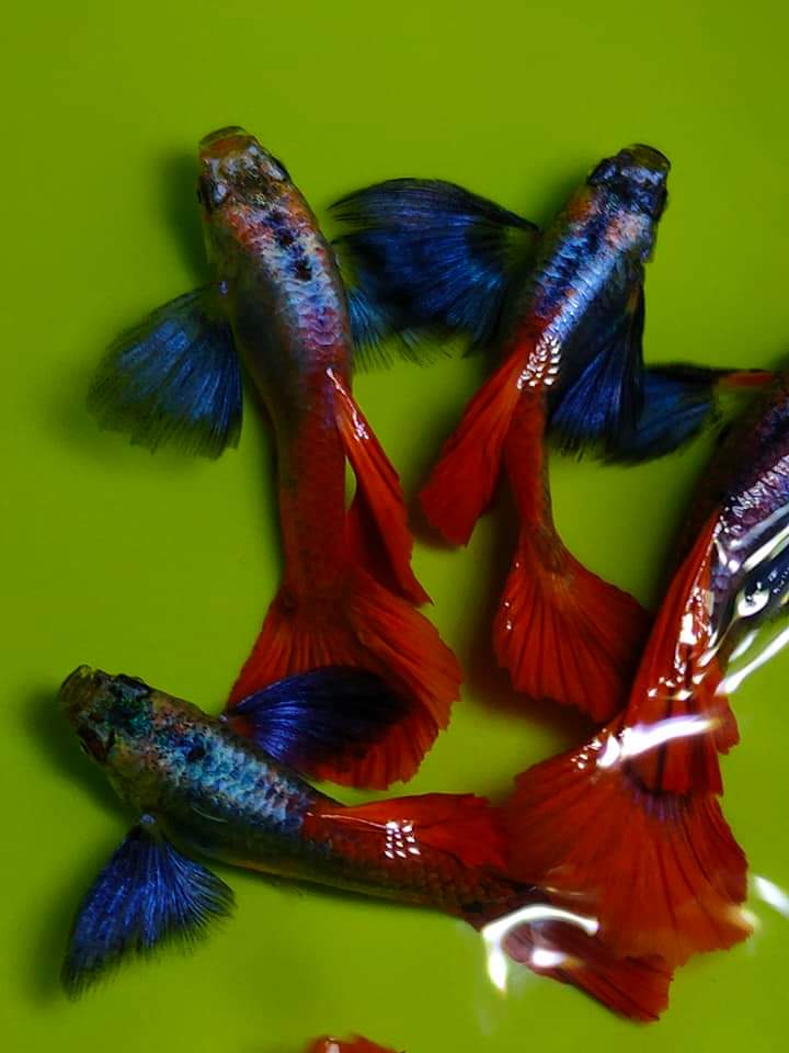 Dumbo Red Tail Guppies