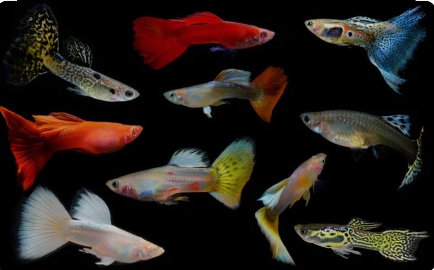 Assorted Fancy Mutt Guppies 3 pack