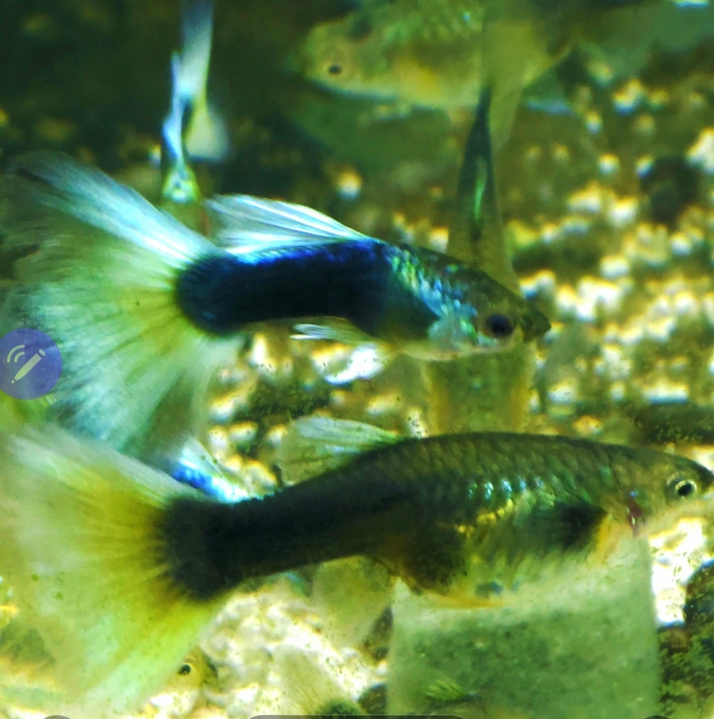 HB Yellow/White Pastel Guppies