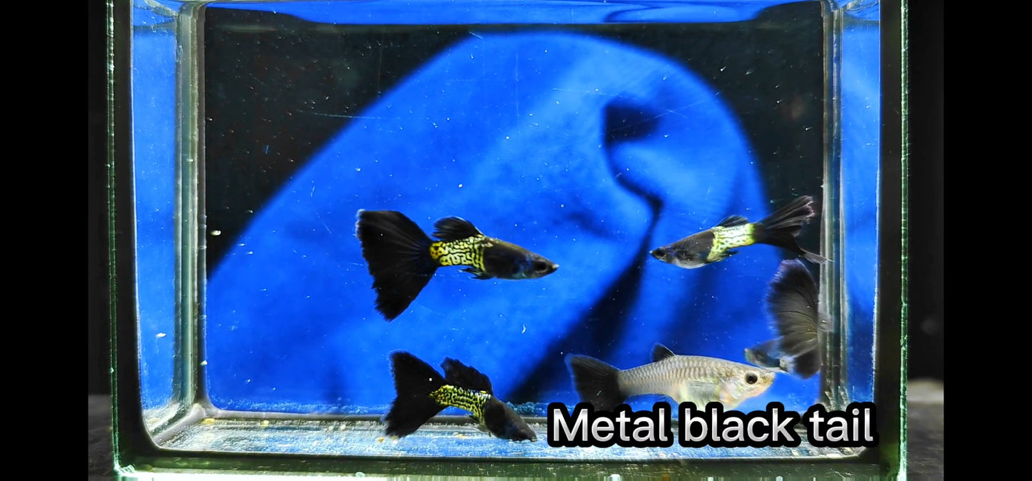 Metal Black Tail Guppies