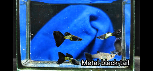 Metal Black Tail Guppies