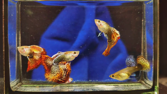 Red Dragon Guppies