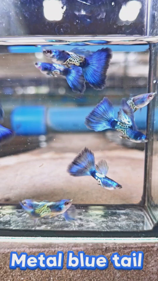 Metal Blue Tail Guppies