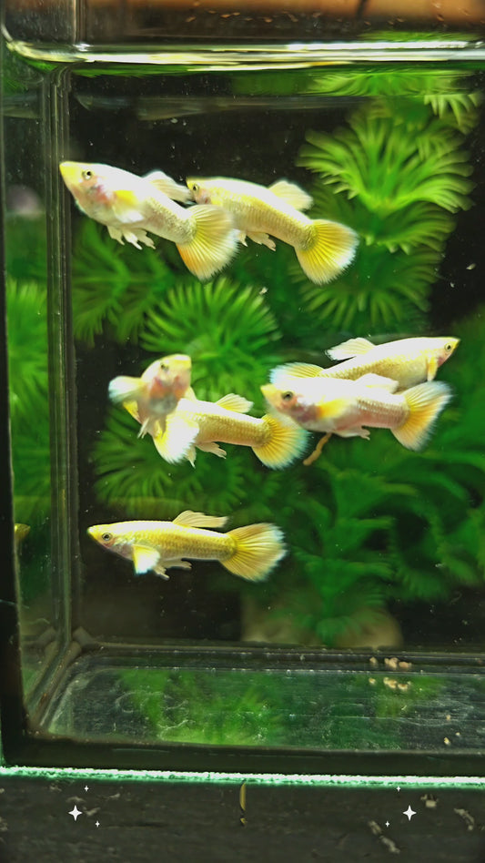 Full Gold Guppies