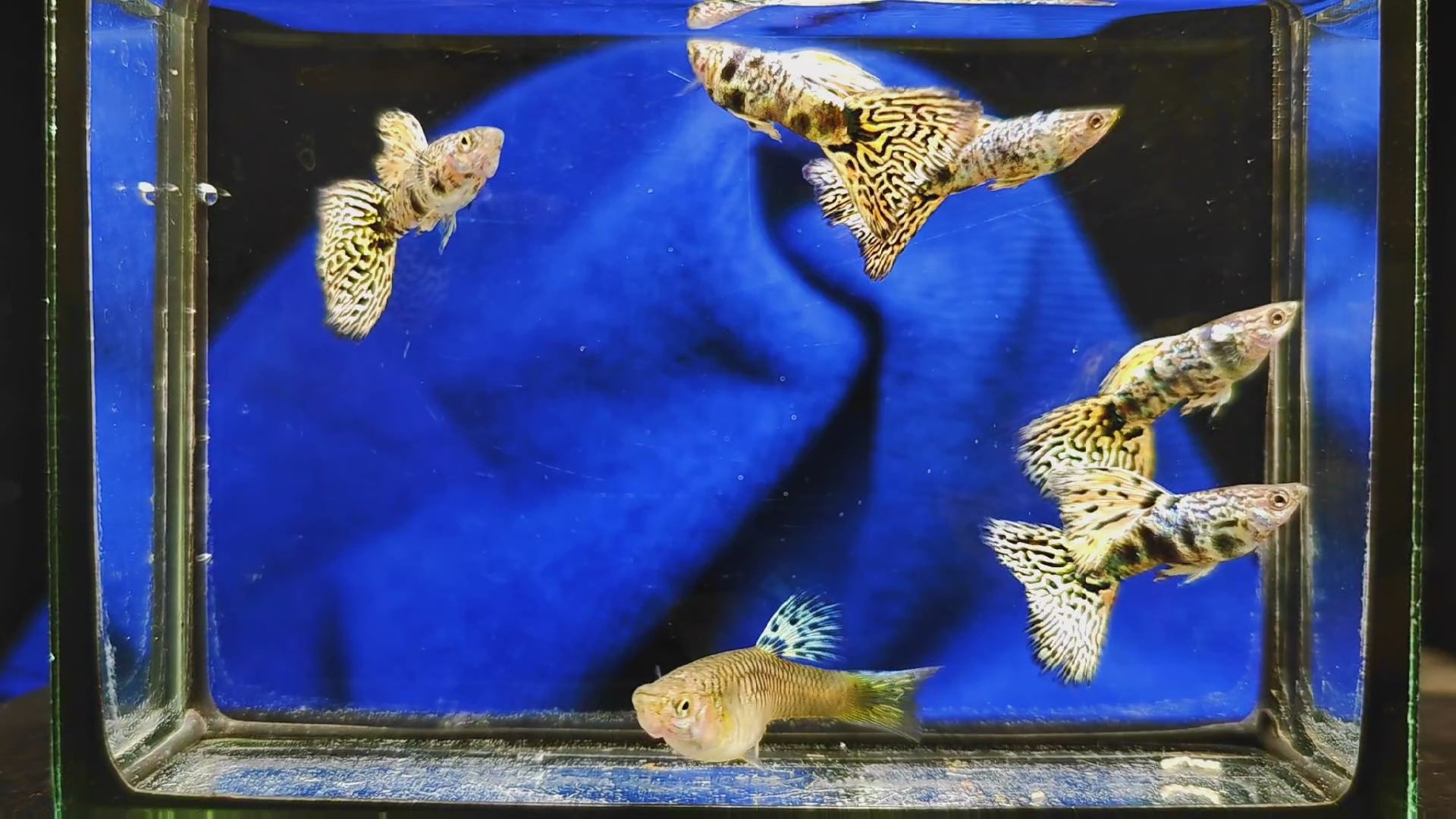 🔥 Yellow TIGER KING Guppy Breeding Trio – 1 Male, 2 Females – Freshwater