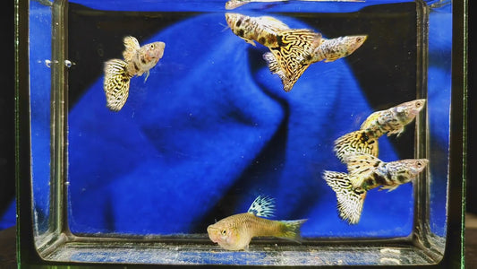 Yellow Tiger King Cobra Guppies
