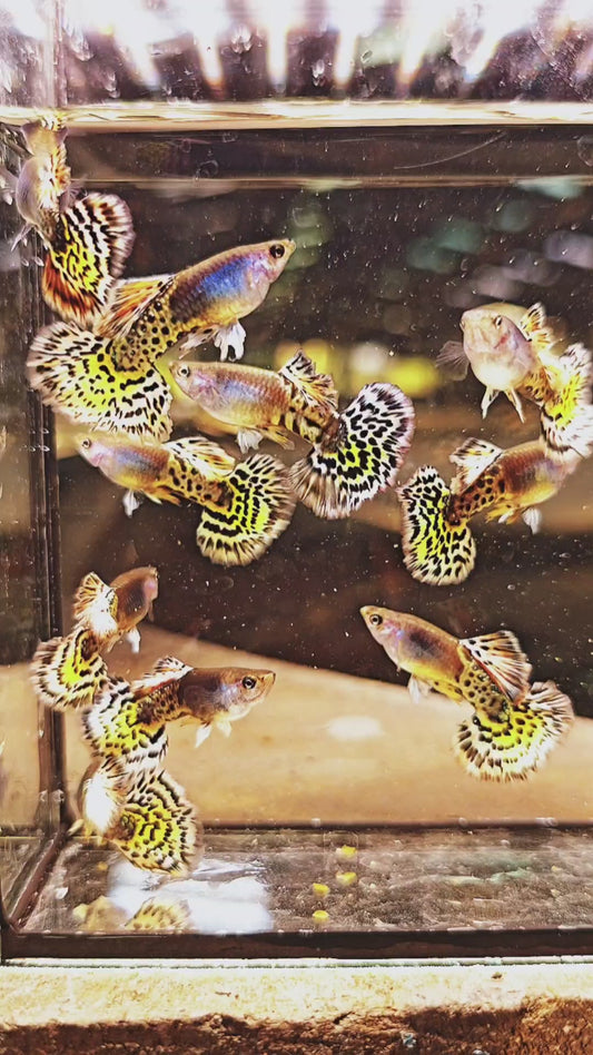 Metal Yellow Leopard Guppies