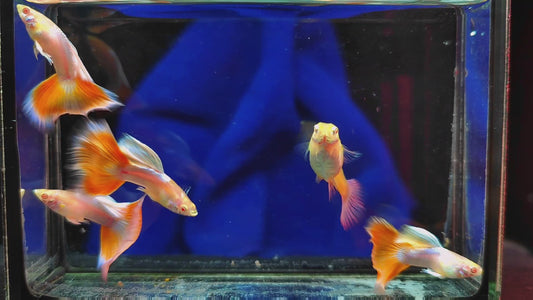 Albino Red Tail Guppies