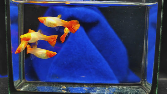 Albino Koi Guppies