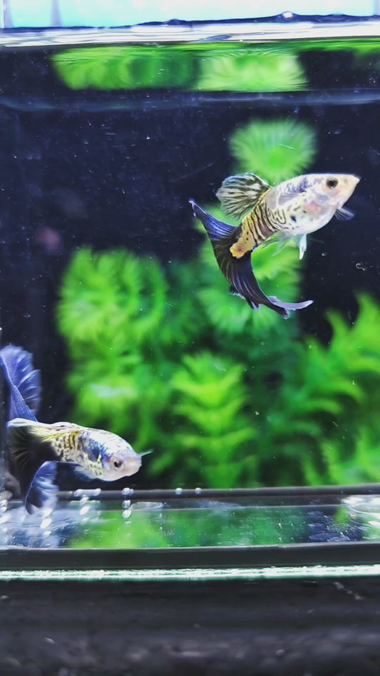 Galaxy Blue Tail Guppies
