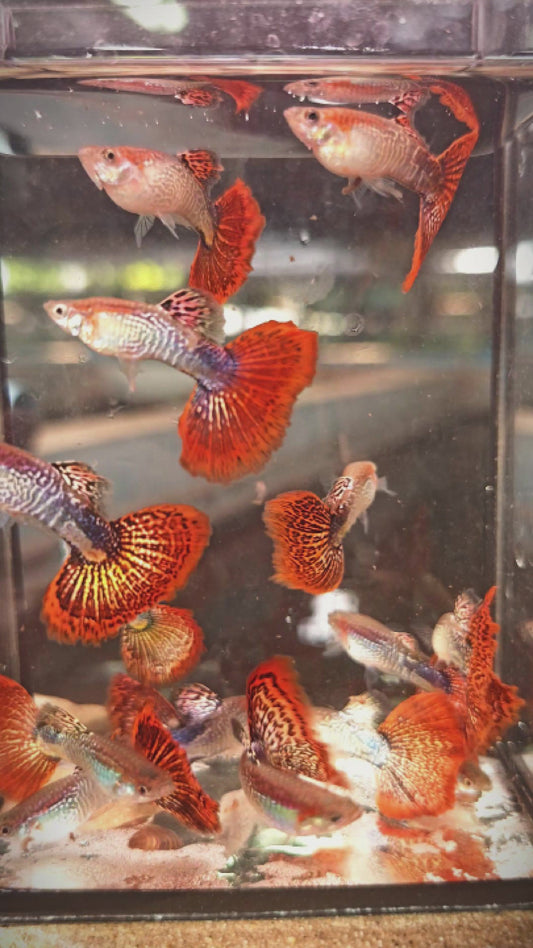 Snakeskin Red Mosaics Guppies