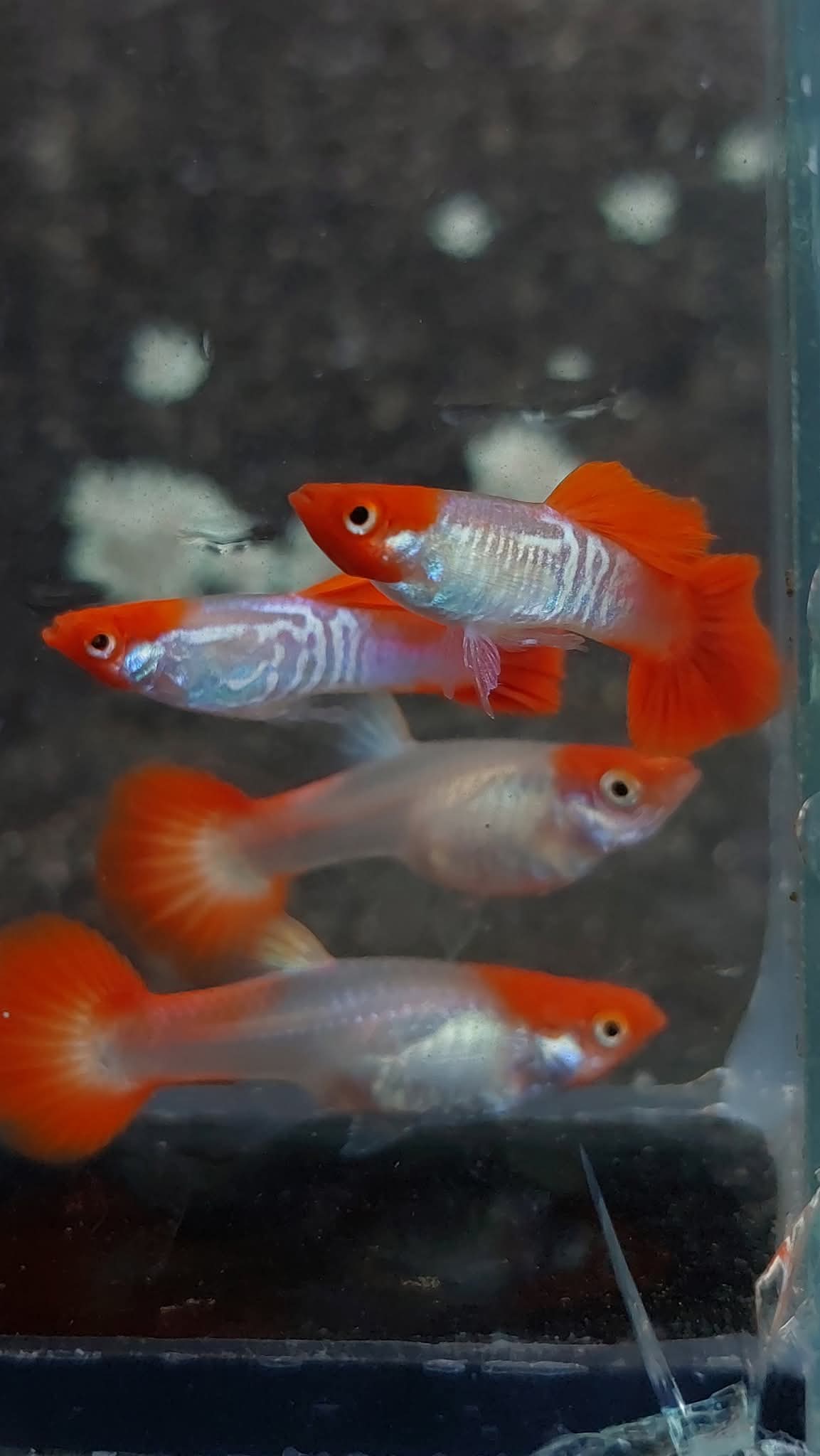 Snakeskin Koi Guppies