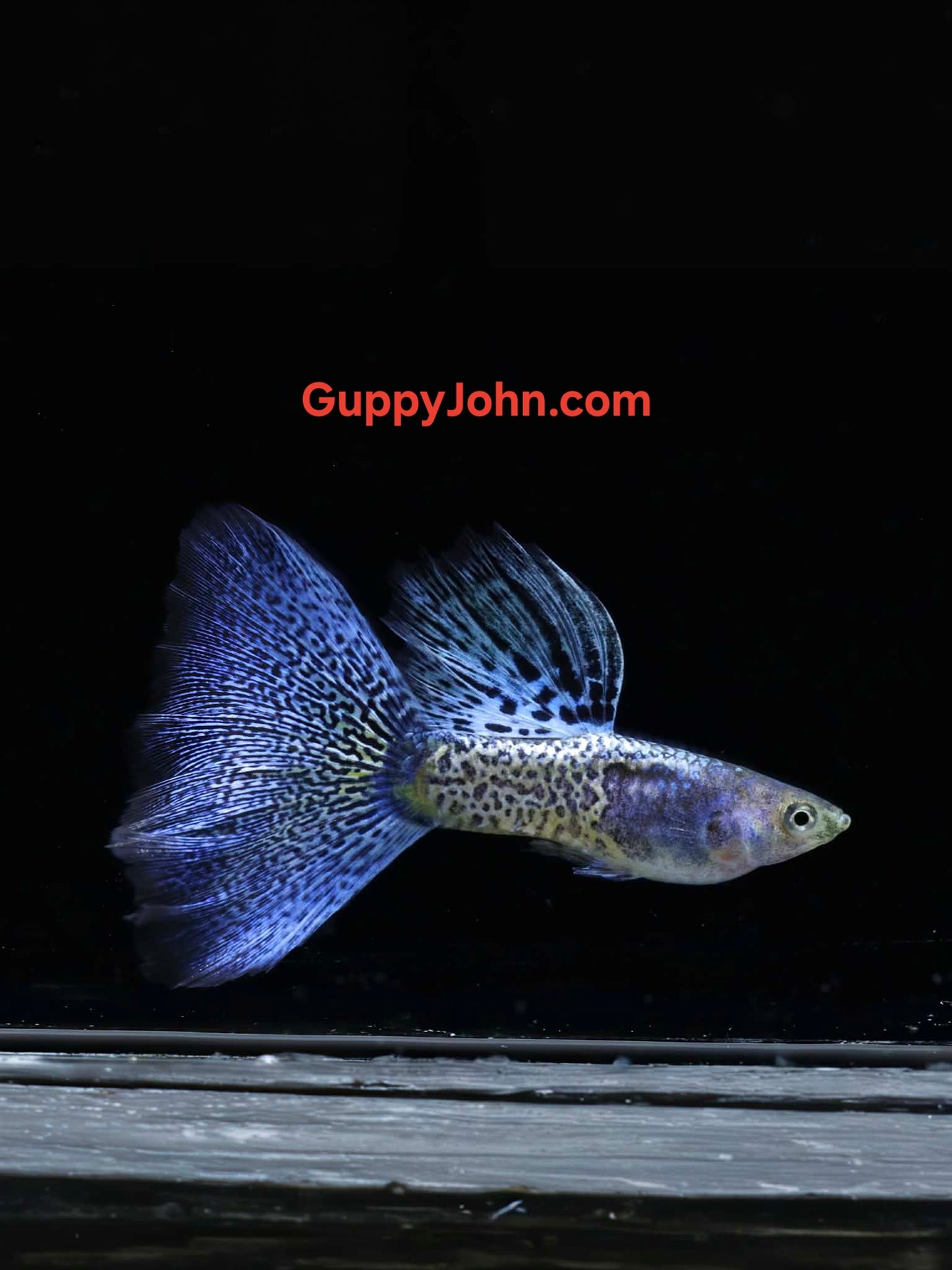 Metal Blue Grass/Mosaic Guppies