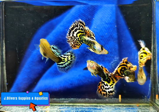 Multi Color Leopard Mosiac Guppies