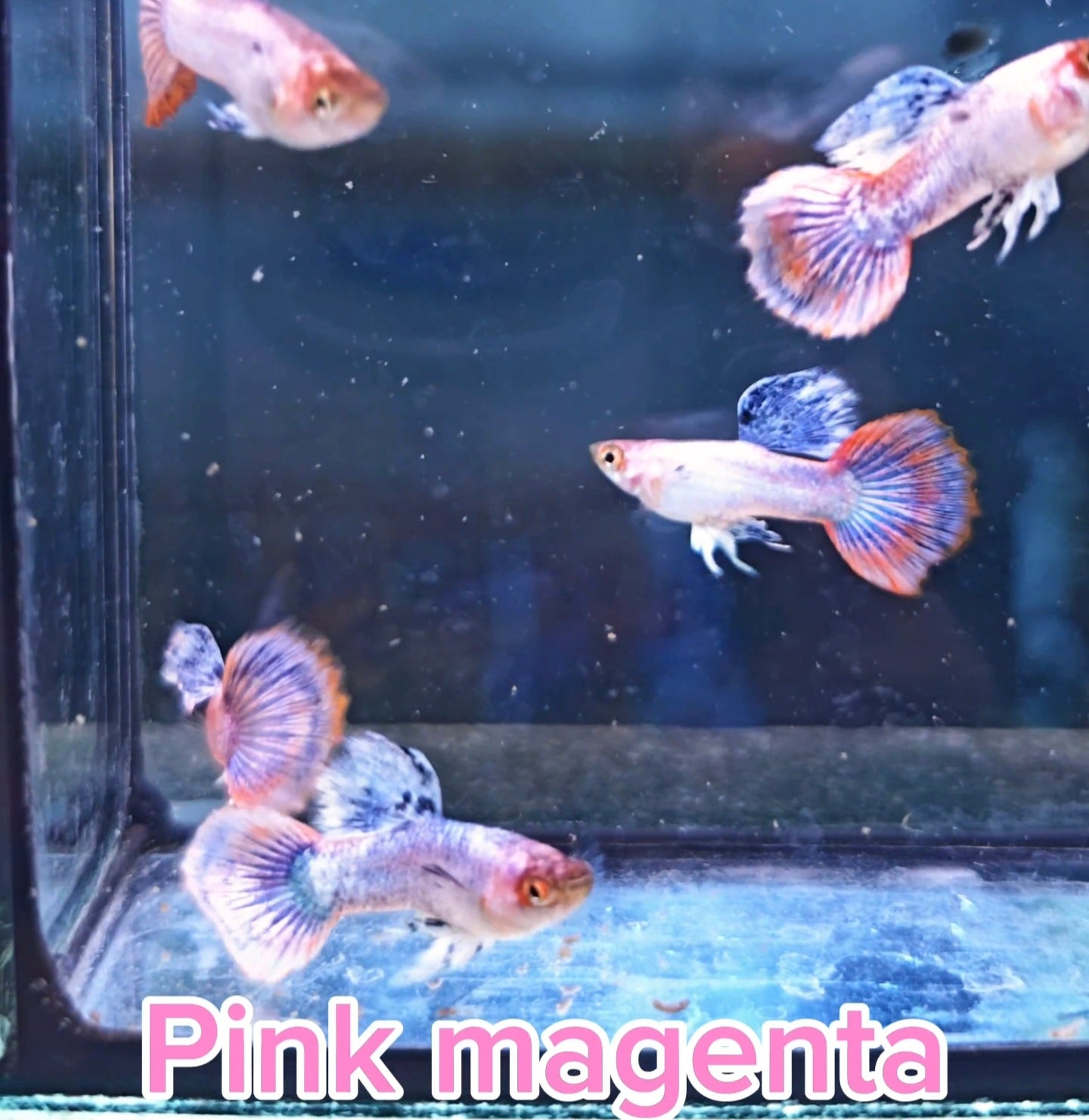 Pink Magenta Guppies