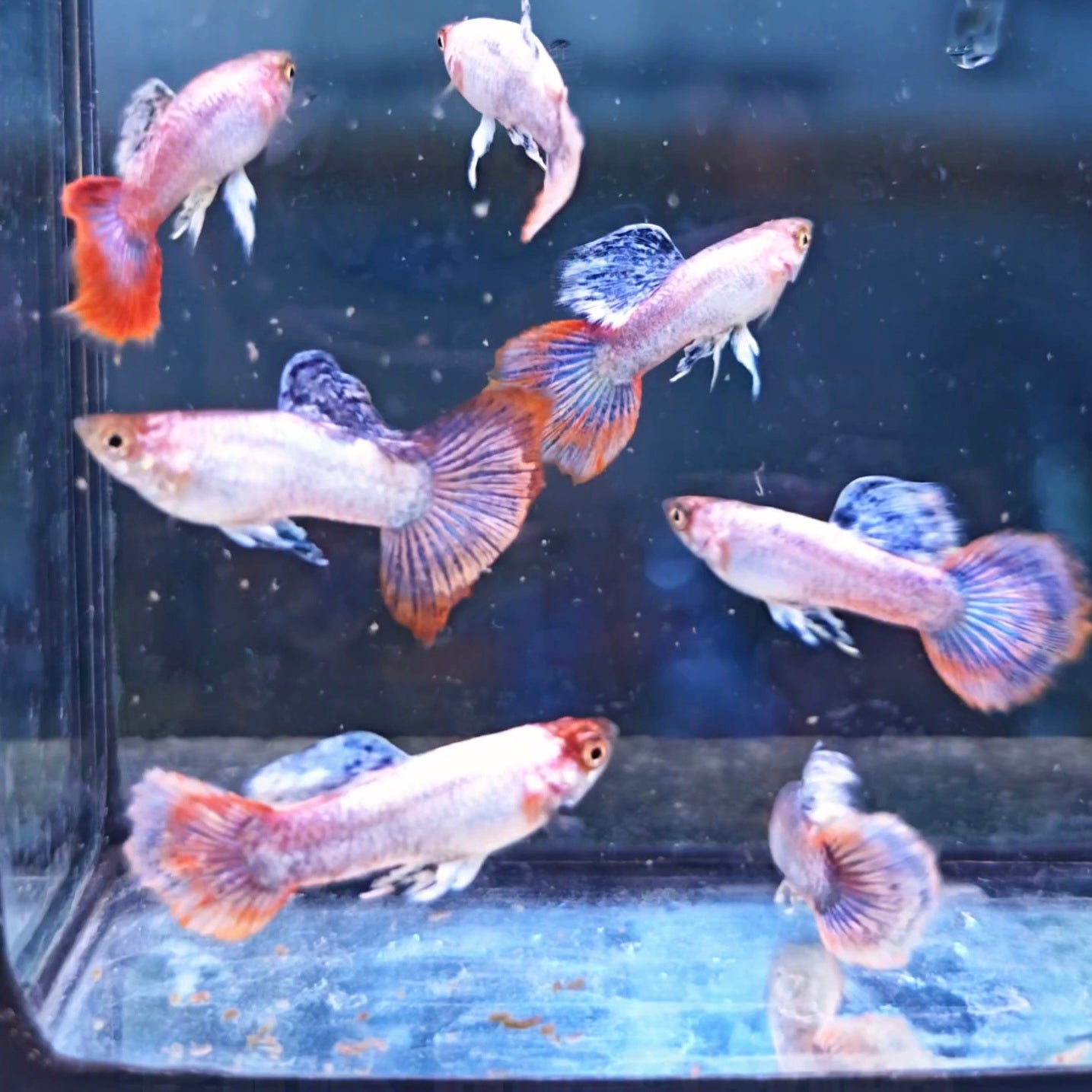 Pink Magenta Guppies