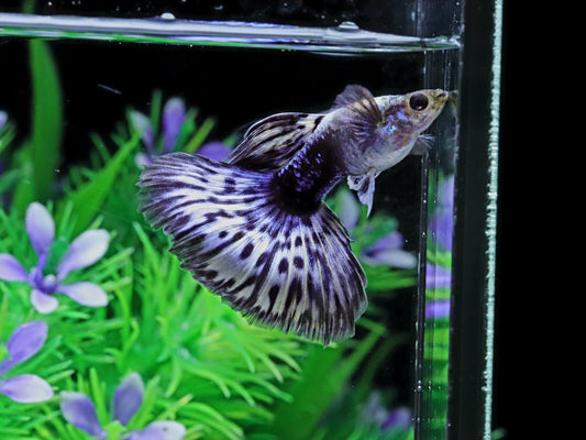 Purple Mosaics Guppies