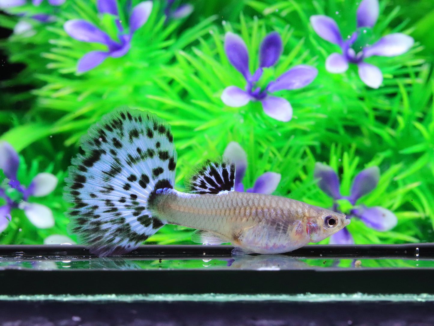 Purple Mosaics Guppies