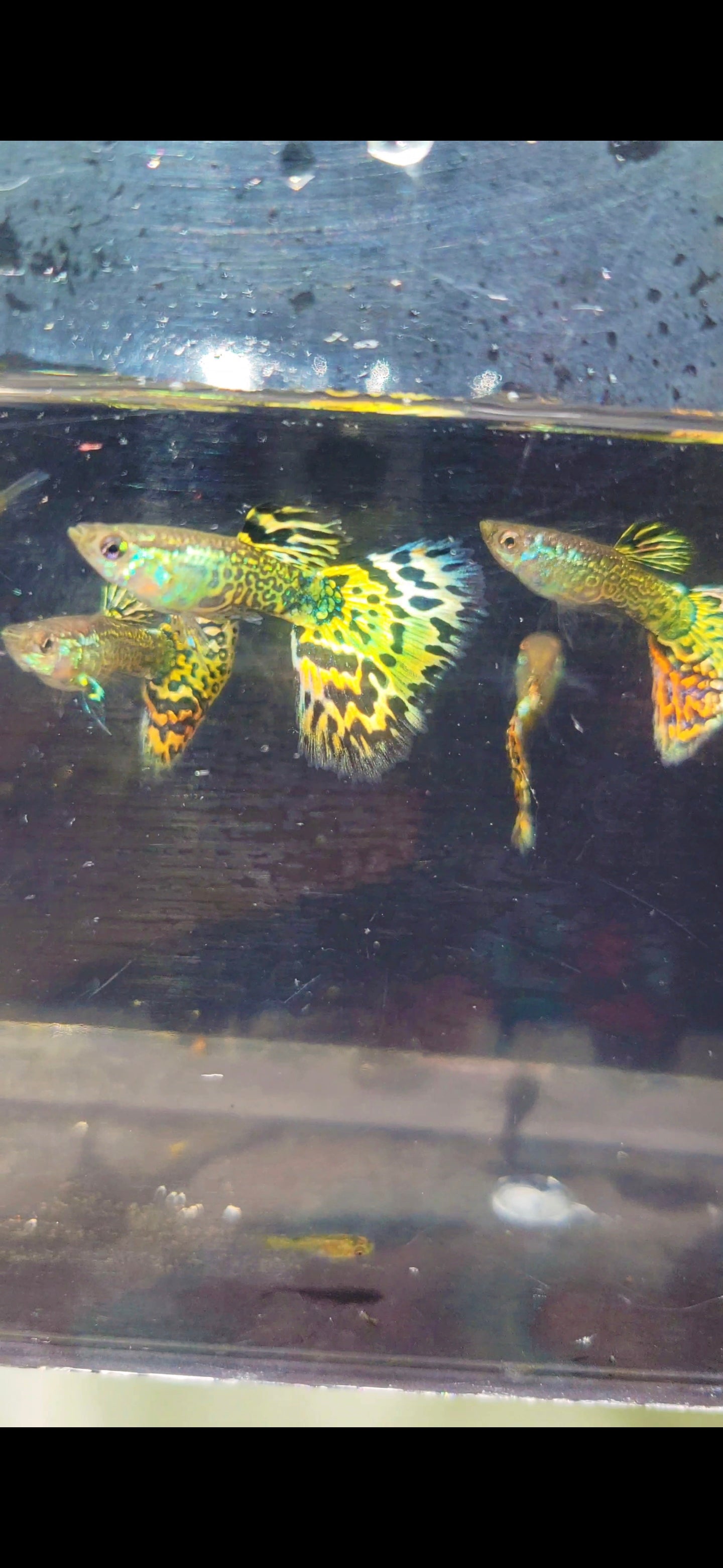 Snakeskin Red/Yellow Mosaic Guppies
