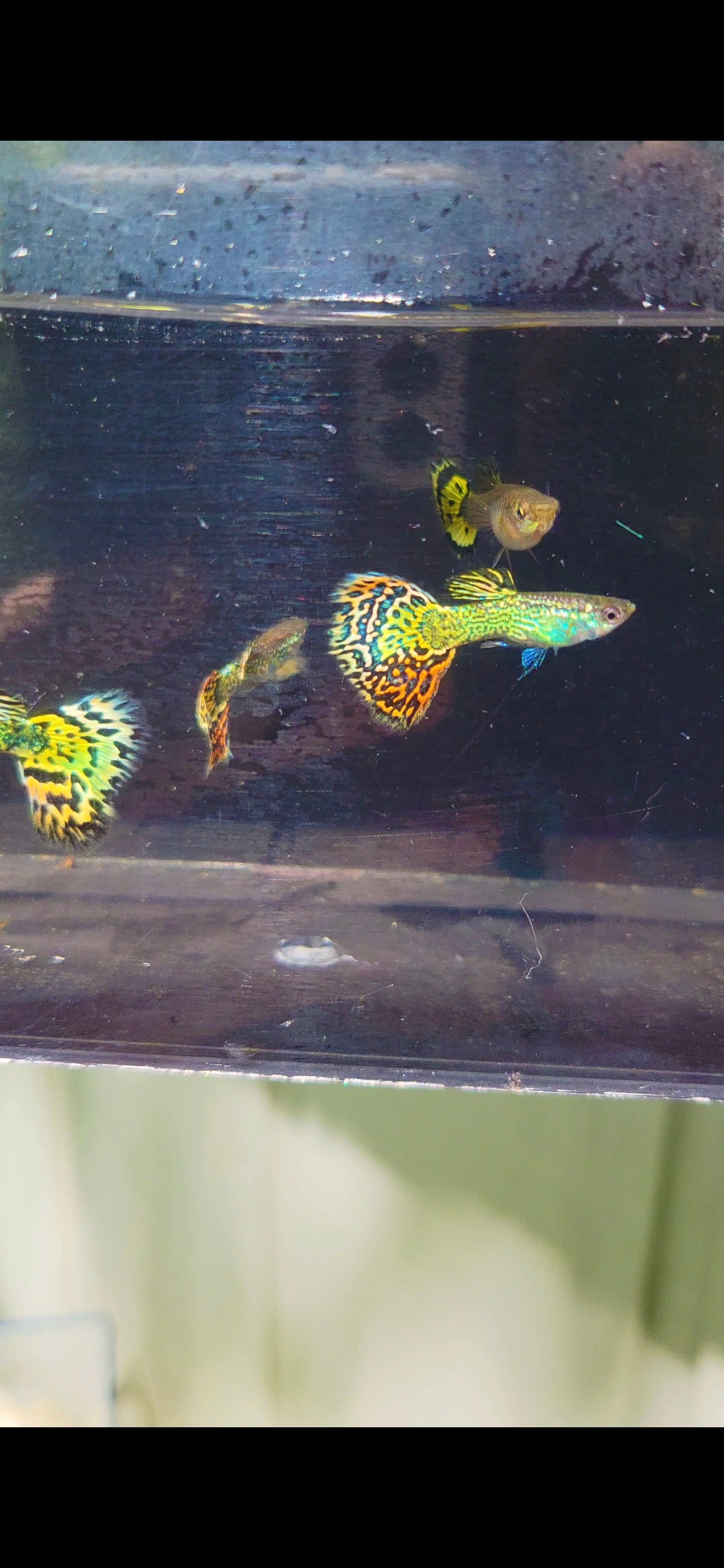 Snakeskin Red/Yellow Mosaic Guppies