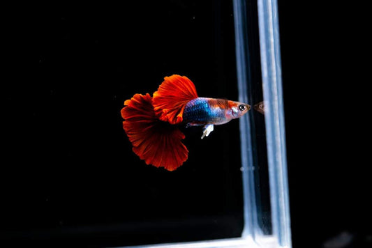 HB Rose Tail Guppies