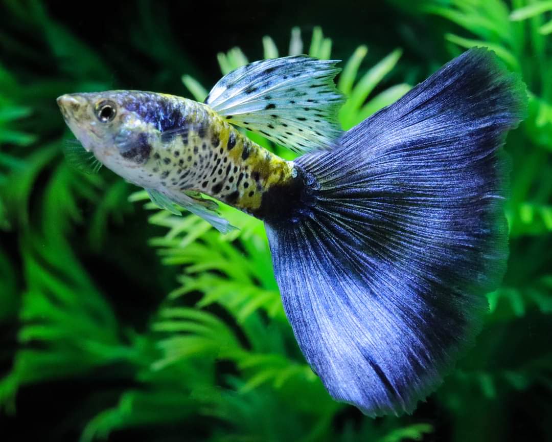 Galaxy Purple Tail Guppy