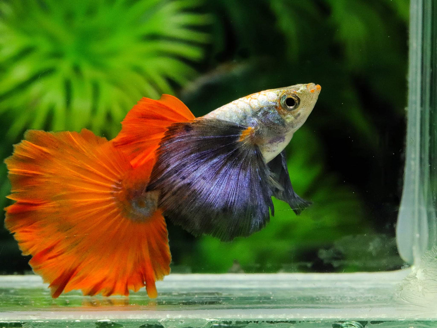 Dumbo Red Tail Guppies
