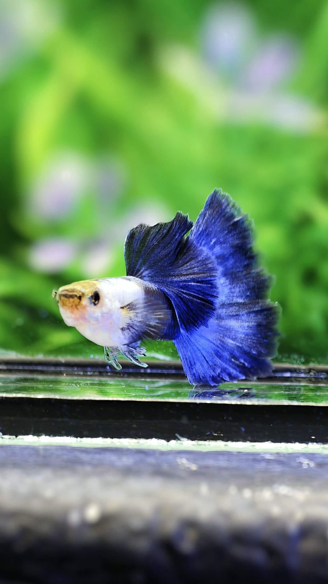 Silverado HB Blue tails