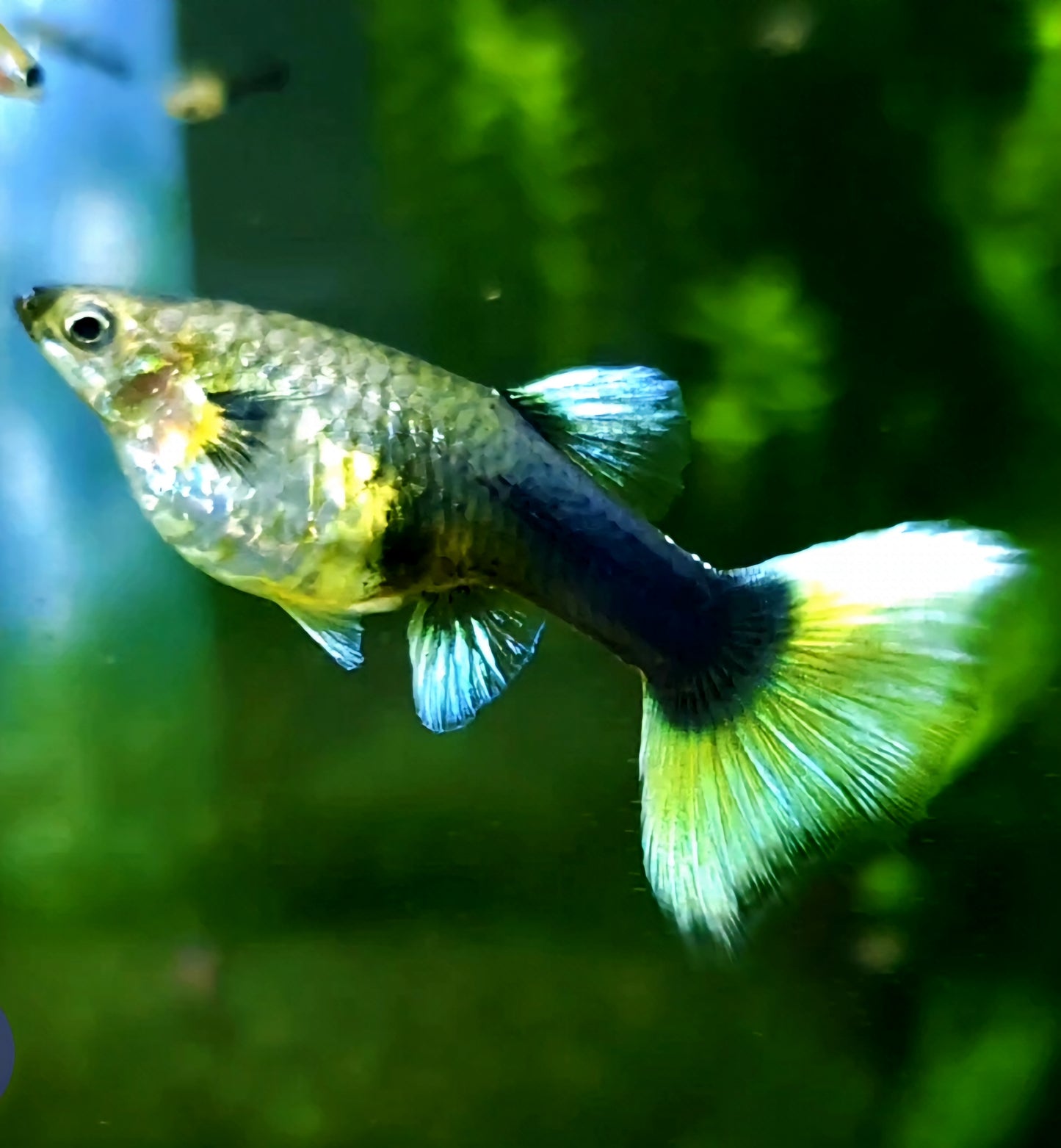 HB Yellow/White Pastel Guppies