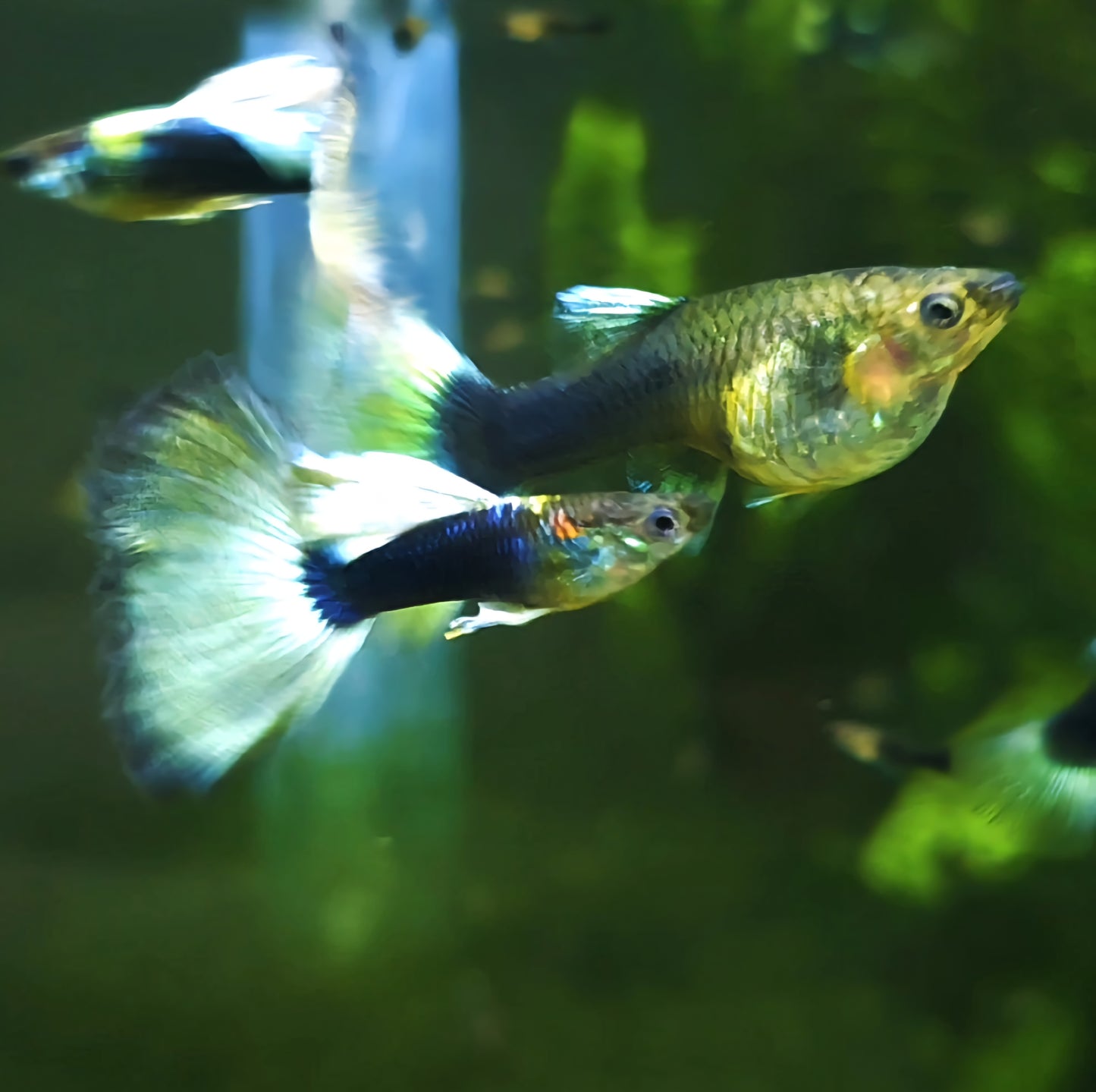 HB Yellow/White Pastel Guppies