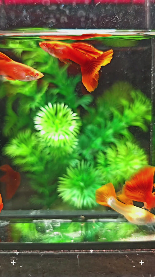 Albino Full Red Guppies