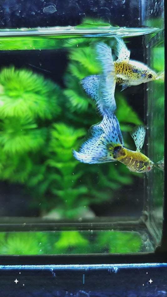 Galaxy Blue Grass Guppies