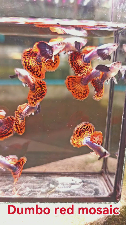 Dumbo Red Mosaic Guppies