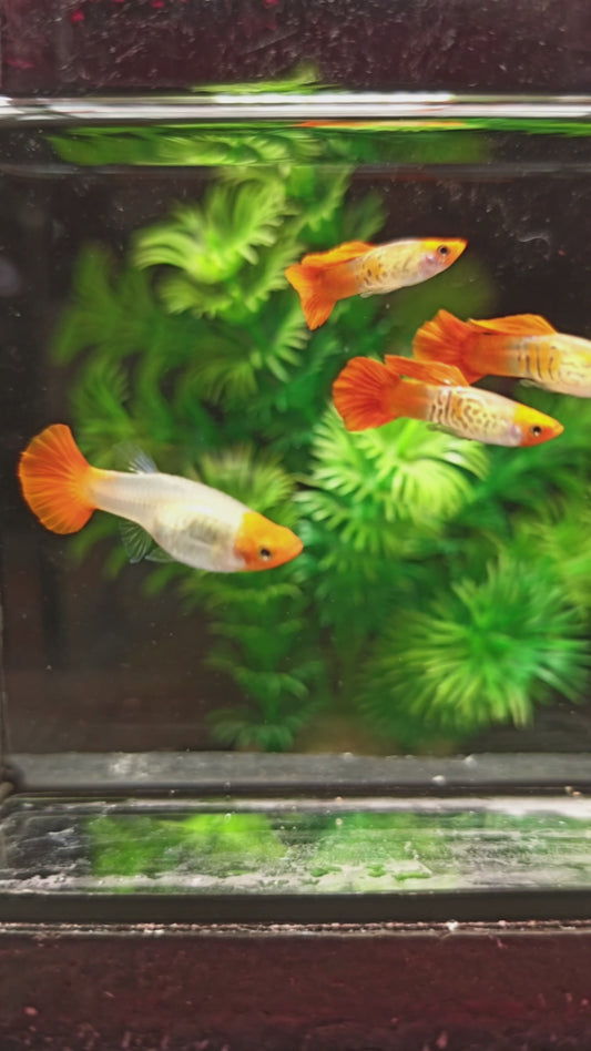 Snakeskin Koi Guppies