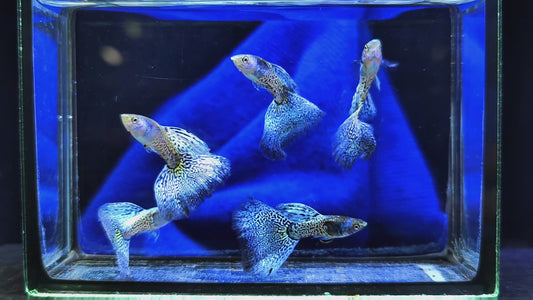 Metal Blue Grass/Mosaic Guppies