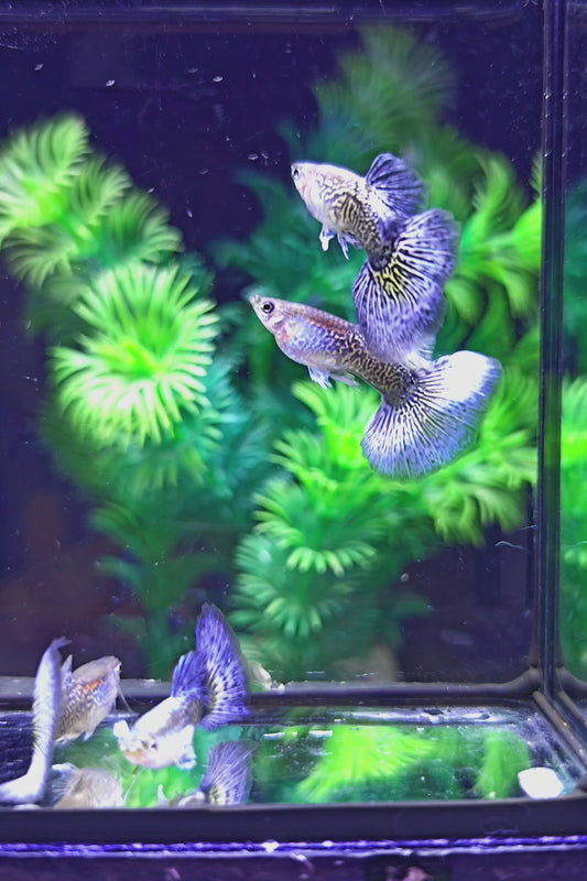 Purple Dragon Guppies