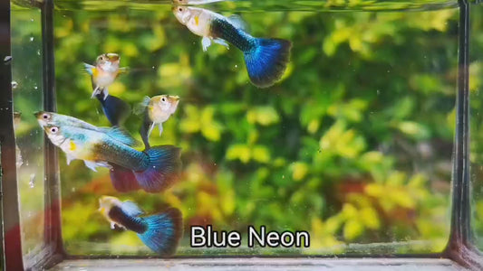 Blue neon Tuxedos