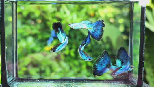 Coral Blue Tail Guppies