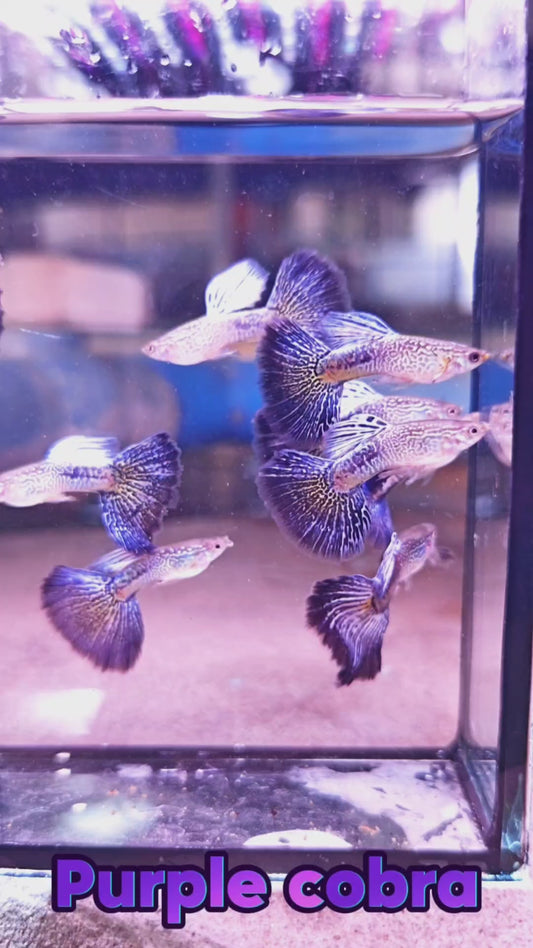 Purple Cobra Guppies