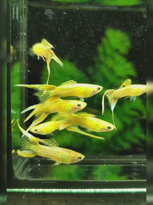 Cobra Gold Lace Double Sword Guppies
