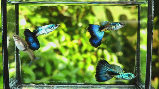Galaxy Neon Blue Tail Guppies