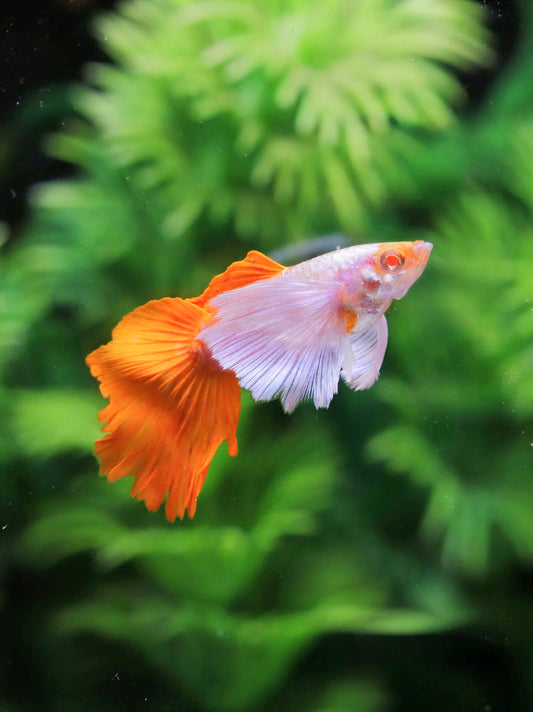 Dumbo albino Red Tails