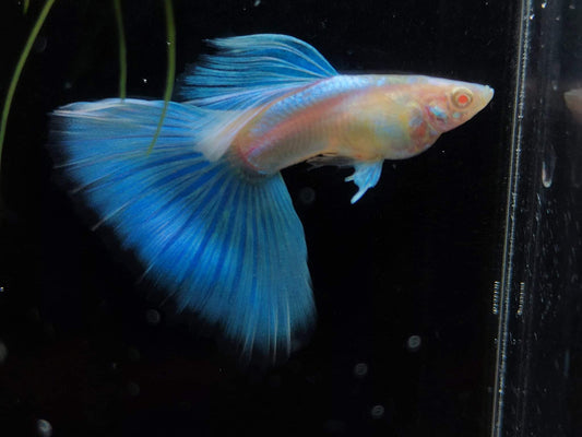 Albino Blue Topaz Guppies