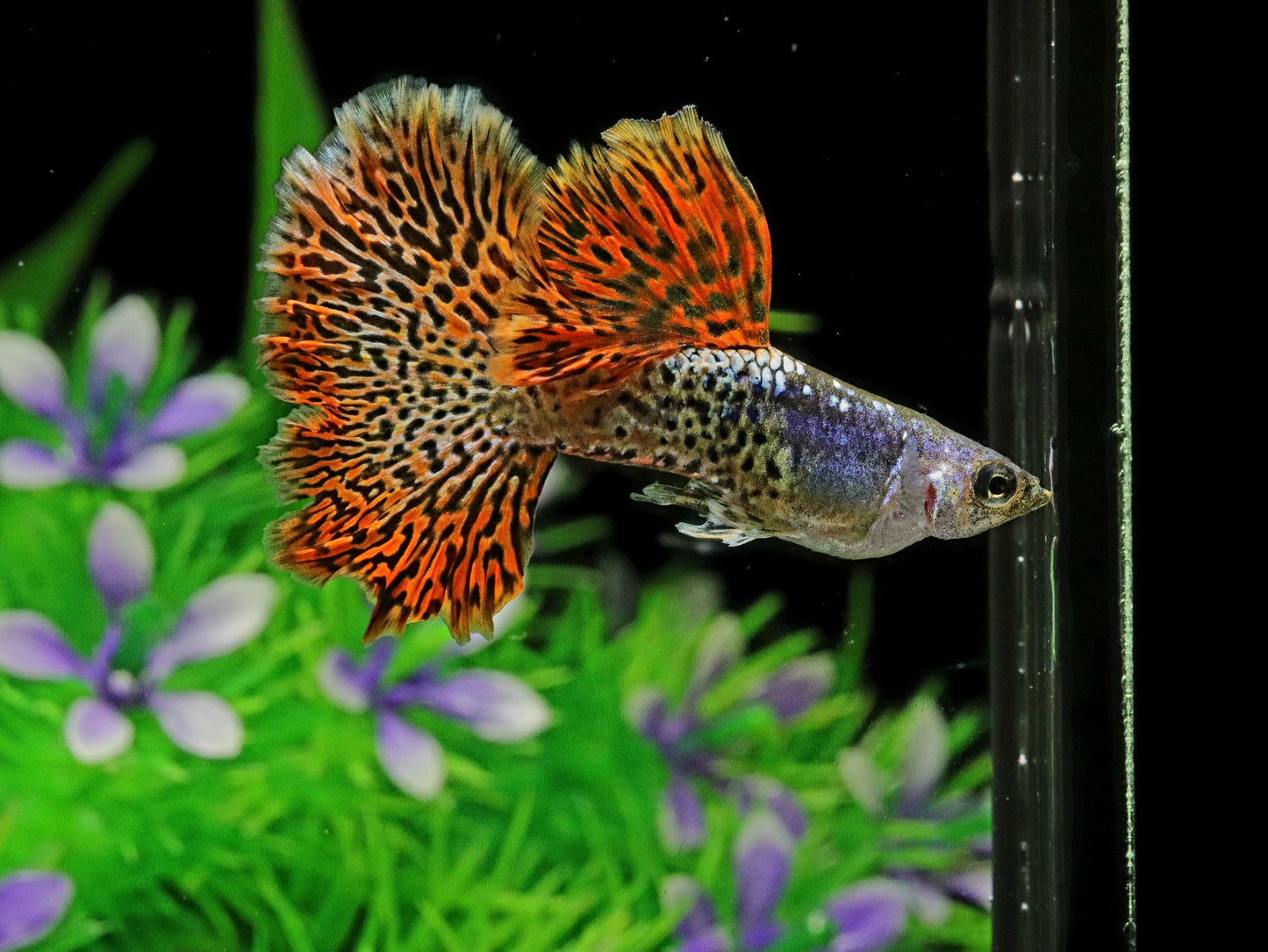 Metal Red Lace Guppy