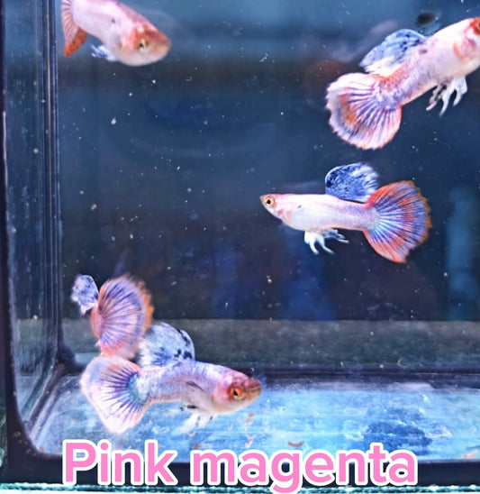 Pink Magenta Guppies